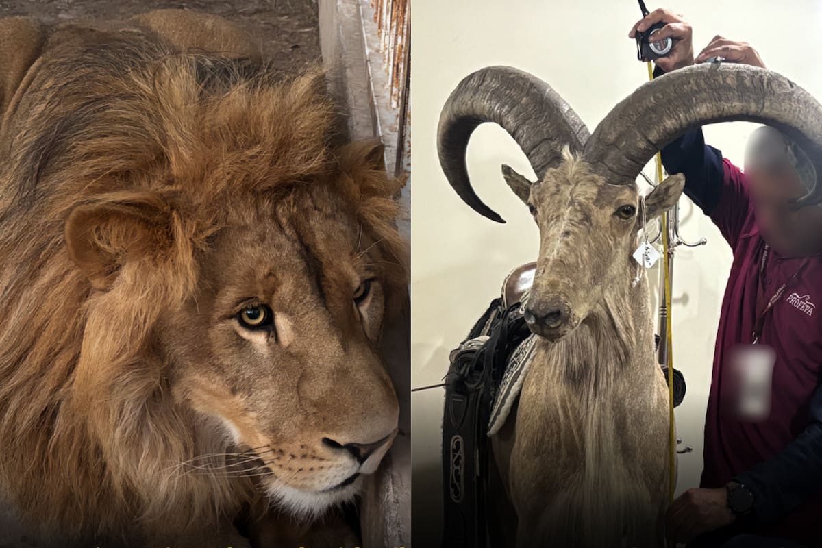 Profepa y FGR decomisan cinco animales silvestres protegidos y cuatro piezas de taxidermia en un domicilio de San Luis Potosí