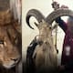Profepa y FGR decomisan cinco animales silvestres protegidos y cuatro piezas de taxidermia en un domicilio de San Luis Potosí