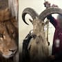 Profepa y FGR decomisan cinco animales silvestres protegidos y cuatro piezas de taxidermia en un domicilio de San Luis Potosí