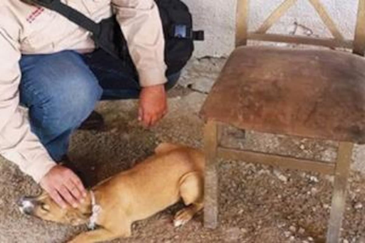 Maltrato animal encabeza denuncias penales