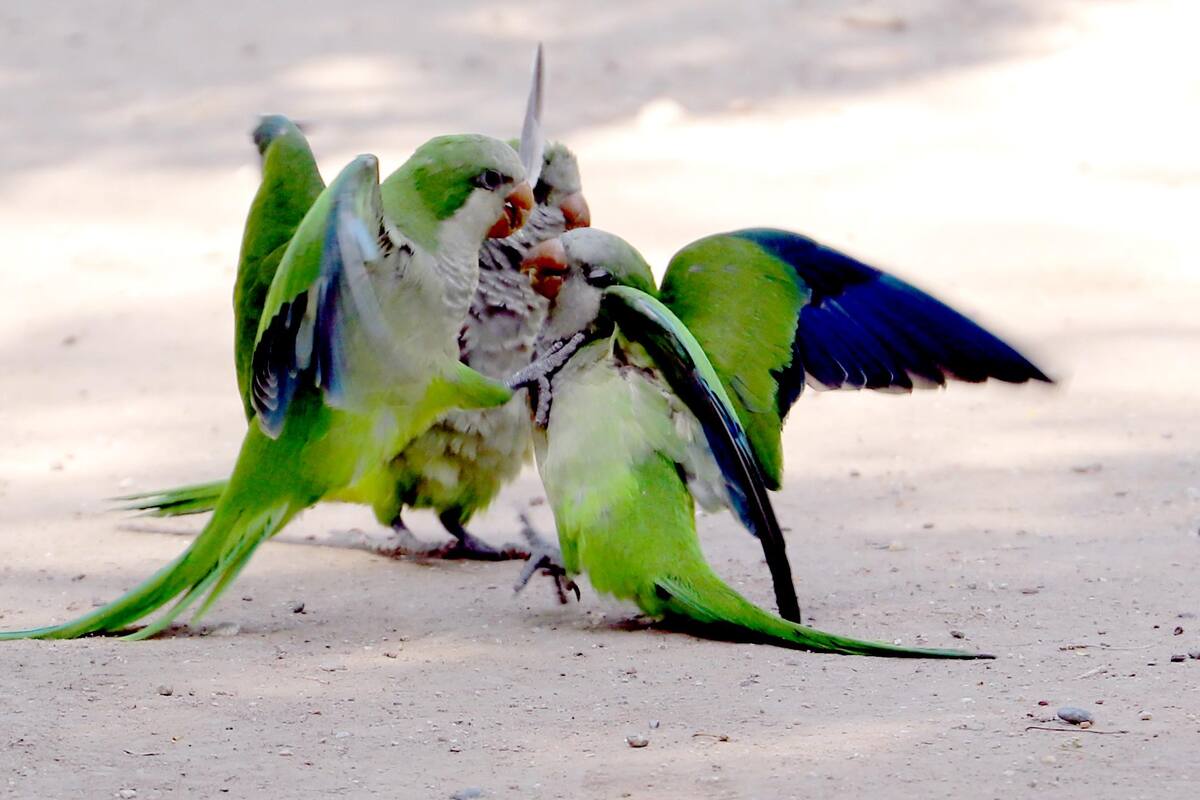 Pericos argentinos son una amenaza para aves locales
