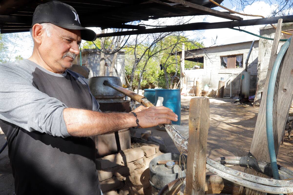 Bacanora, bebida que exige paciencia y esmero