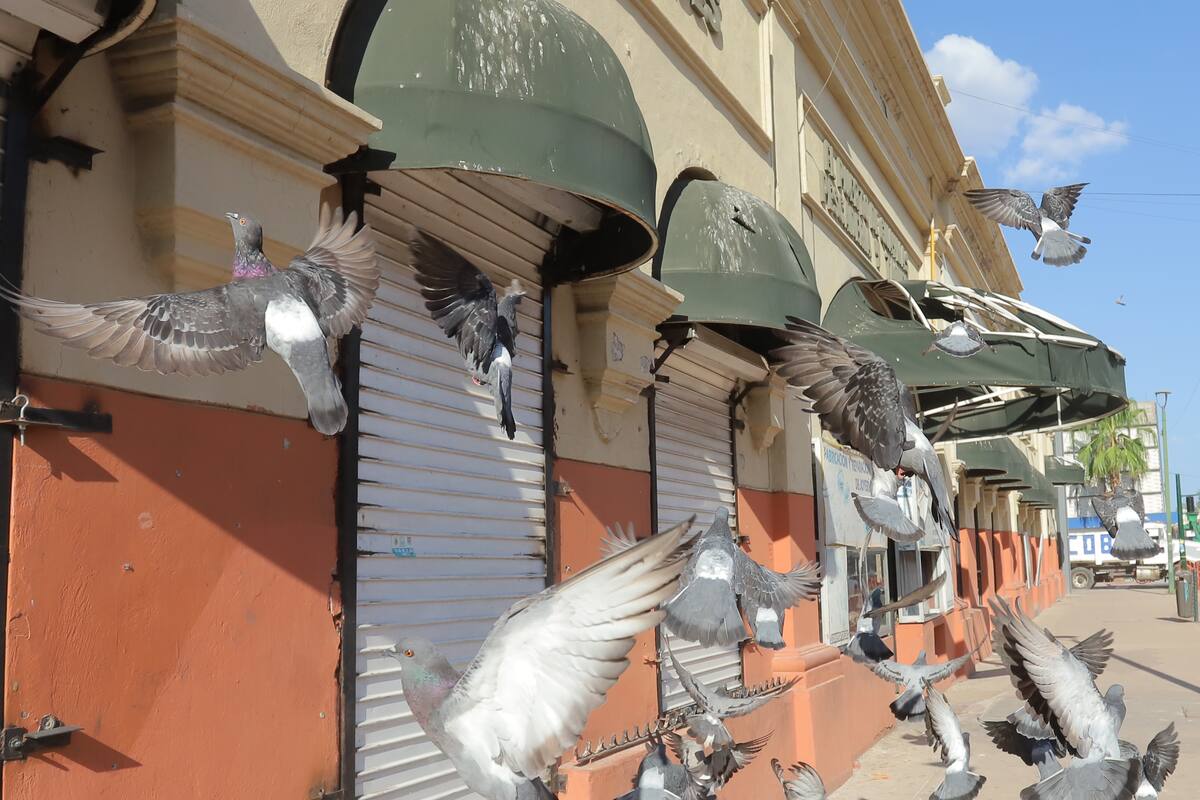 Don Rosendo es el “encantador de pichones”