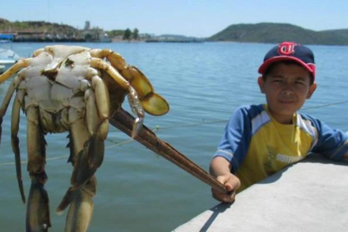 Reportan que va mal pesca de jaiba