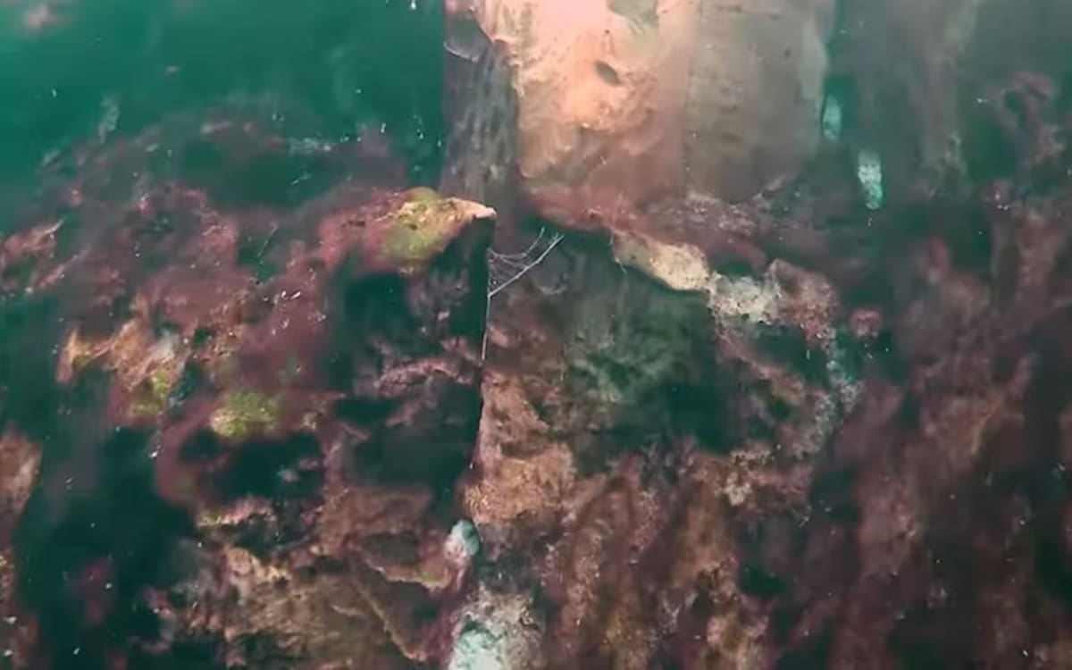 En las paredes de la Gran Agujero Azul se encontraron mucosas y otros organismos adheridos. | Captura de video - ECOSUR