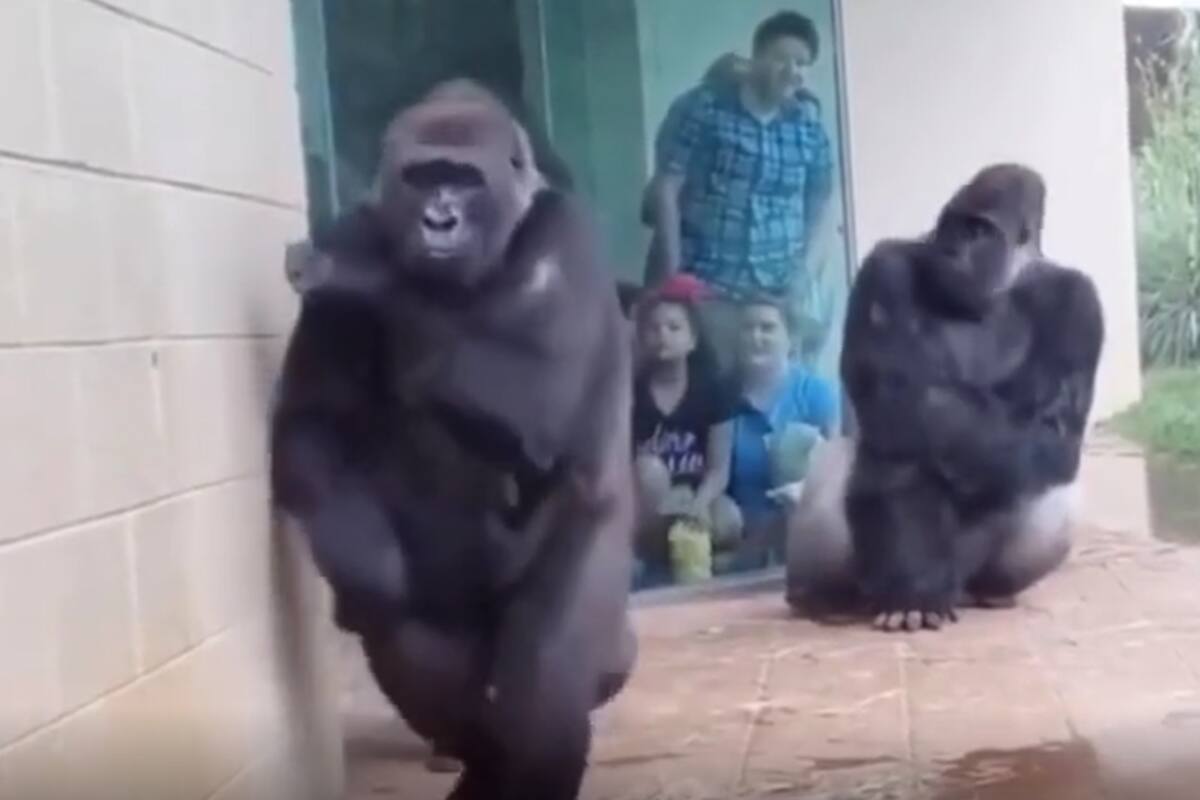 VIRAL TIKTOK: La reacción de estos gorilas para no mojarse en la lluvia cautiva a internautas