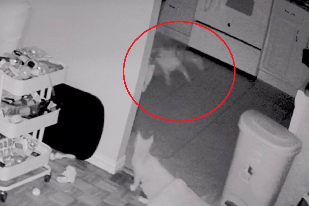 VIDEO: El momento aterrador en que un “fantasma” ataca a un gato