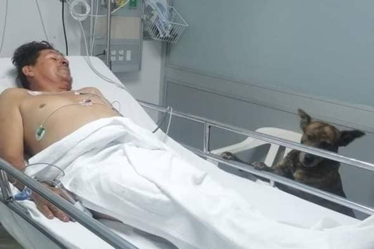 Perrito acompaña a su dueño en el hospital en tras su recuperación y genera ternura en redes sociales