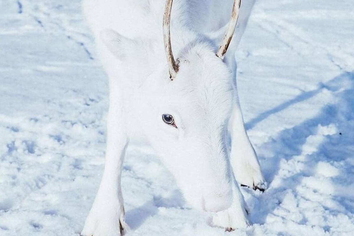 Captan foto de un raro reno blanco en Noruega