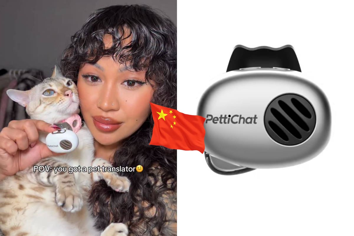 Desarrollan en China un collar con IA que promete traducir a perros y gatos