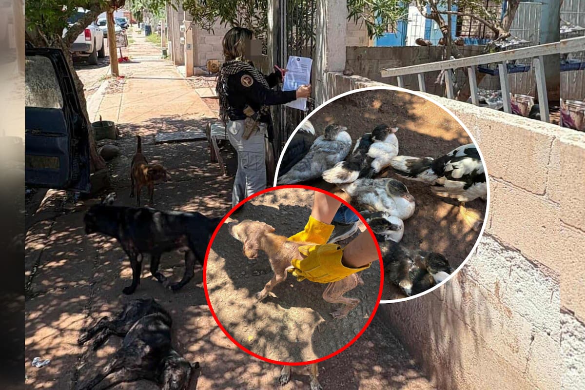 Rescatan a 11 perritos y varias aves tras cateo por maltrato animal en Guaymas
