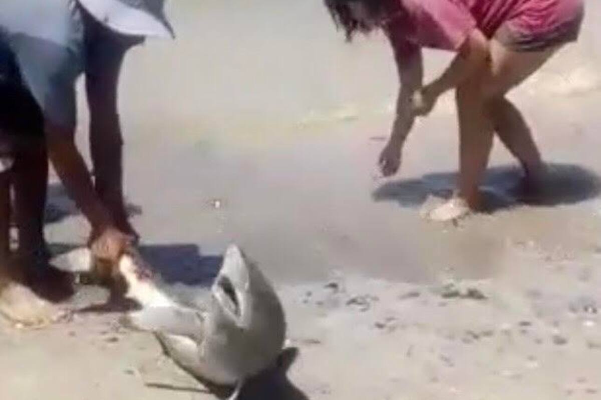 Regresan a tiburón juvenil varado en playa Miramar de Guaymas al mar