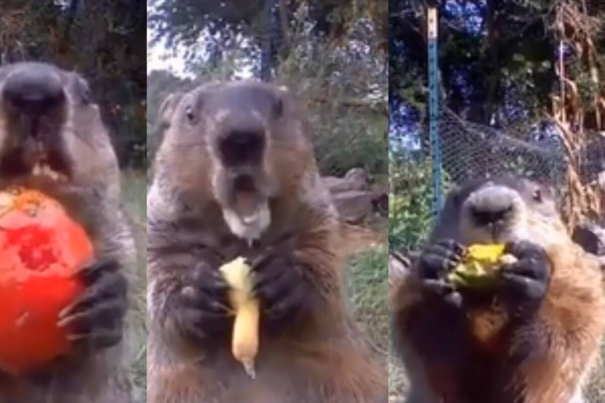 Video: Marmota ladrona se come la cosecha de un granjero frente a su cámara de seguridad