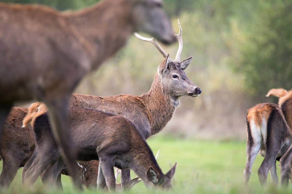 Covid: Confirman variante Ómicron en venados de Estados Unidos
