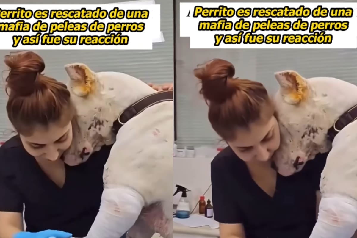 Perro rescatado de la mafia de peleas conmueve con su emotiva reacción