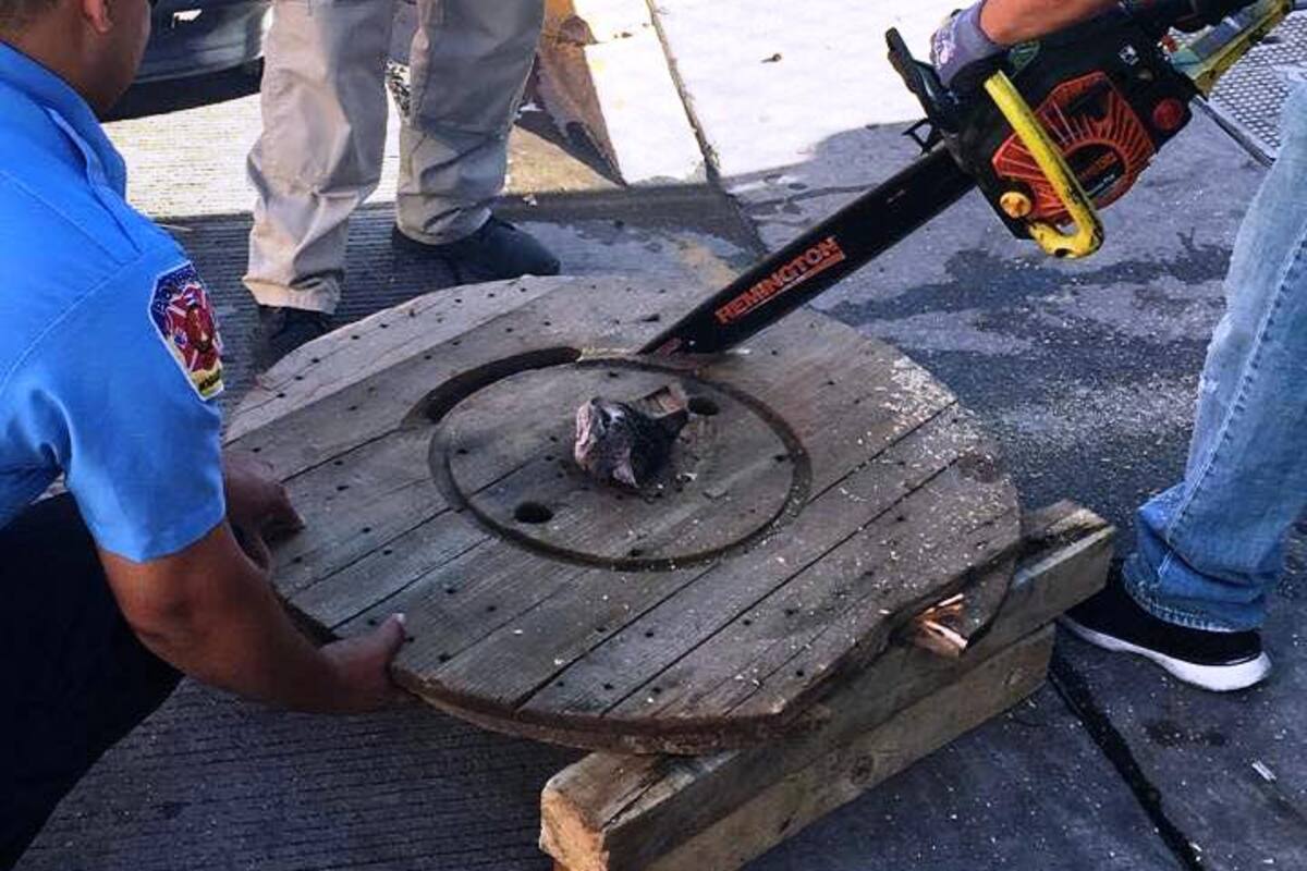 Increíble rescate de gato atorado en un carrete de madera