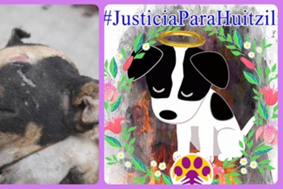 Maltrato animal en México: Piden justicia por quemar a perrito Huitzilli, en la ciudad de León