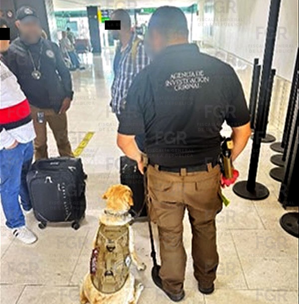 Agentes federales detuvieron a dos hombres y aseguraron 52 kilogramos de presunta cocaína luego de que un binomio canino marcara positivamente su equipaje durante una inspección en el Aeropuerto Internacional de Tijuana. Foto: Cortesía.