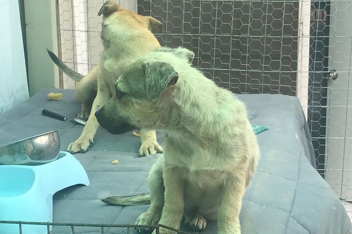 Se roban jaulas de Control Canino en Rosarito