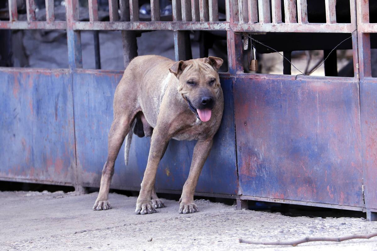 Hermosillo: Crearán Dirección de Protección Animal