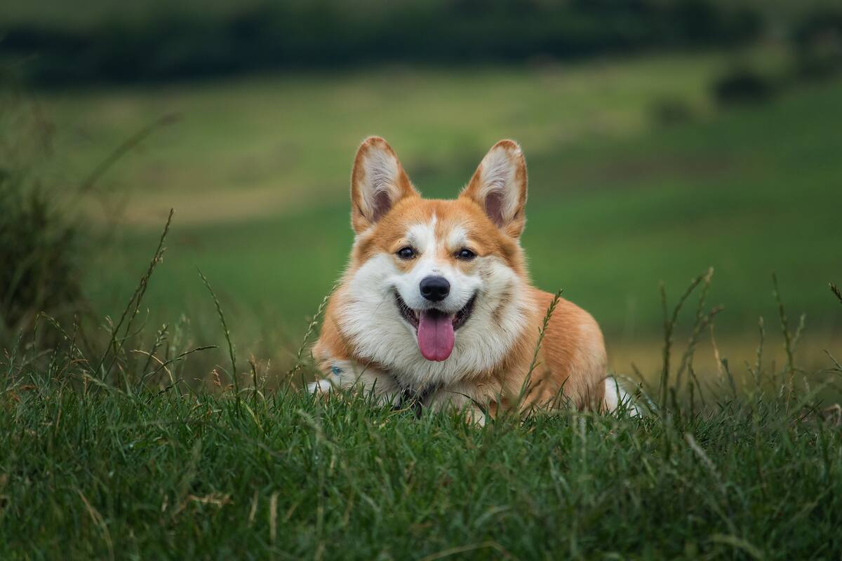 Carrera con más 50 corgis no sale de la manera prevista y se hace viral