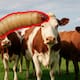 Endurecen sanciones en Nuevo León por ocultar casos de gusano barrenador