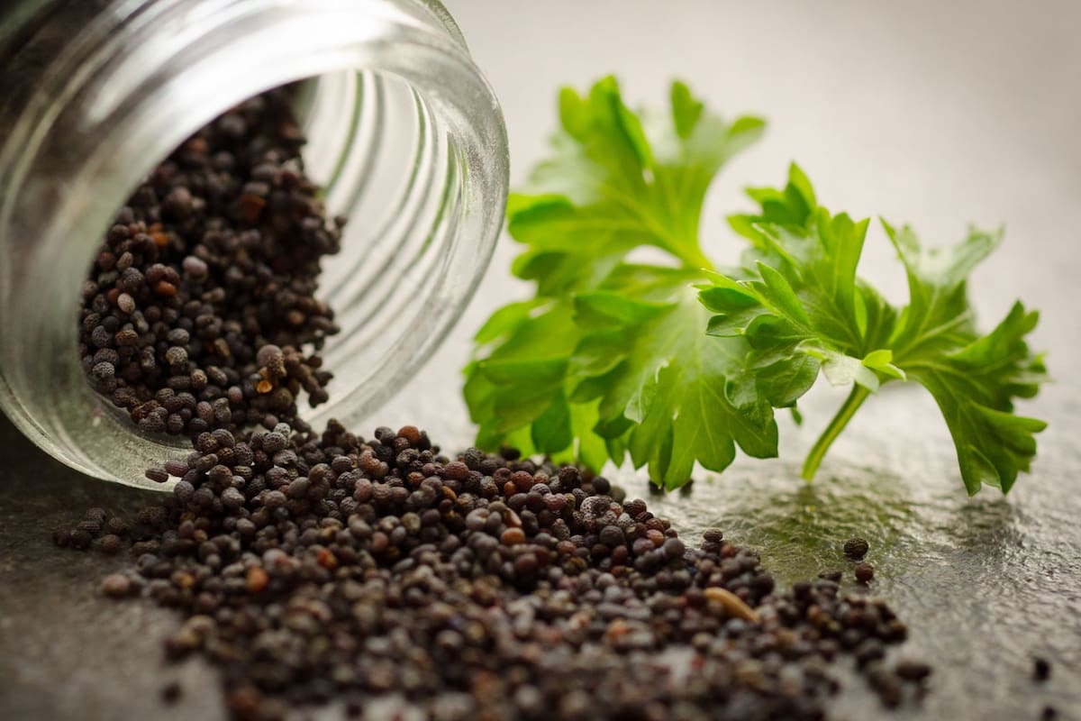 Tipos de pimienta que hay y cuales son sus beneficios