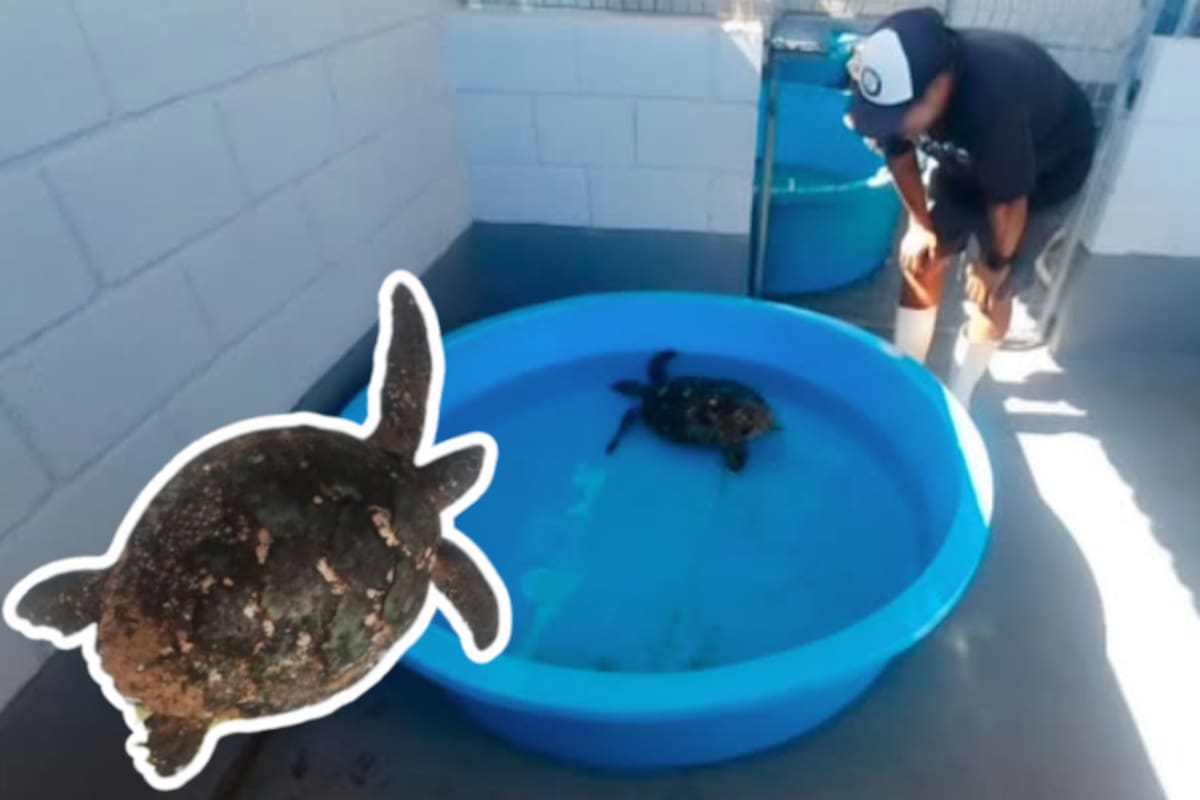 Rescatan tortuga carey en playas de Baja California Sur y es trasladada para atención médica