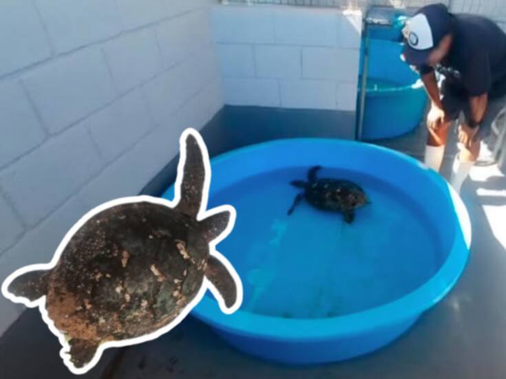 Rescatan tortuga carey en playas de Baja California Sur y es trasladada para atención médica