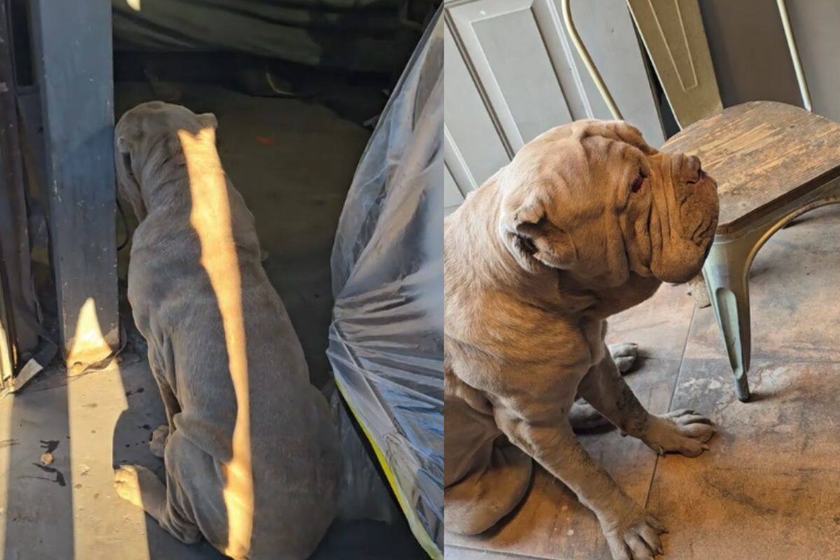 Este perro se enojó con su dueño por esperar sus tacos