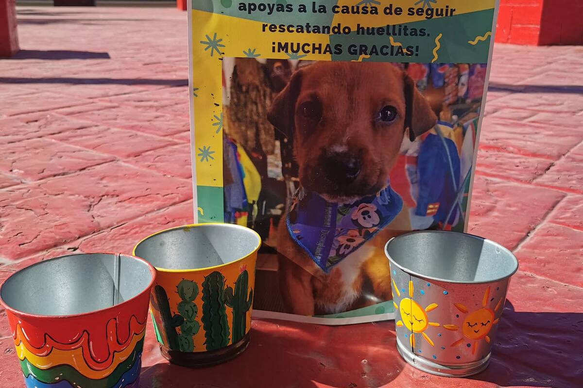 “FestiBazar con Causa” busca recaudar fondos para rescatar a animales