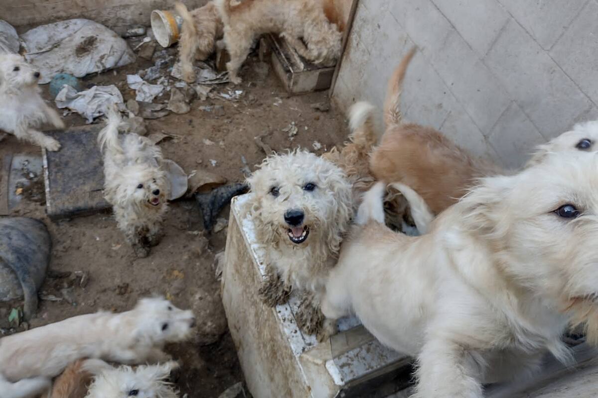 Rescatan en Tijuana a 33 perros tras un cateo por maltrato animal