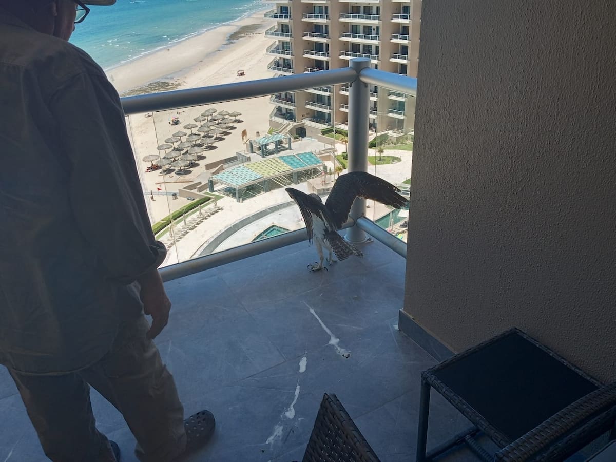Foto: Zofemat Puerto Peñasco.