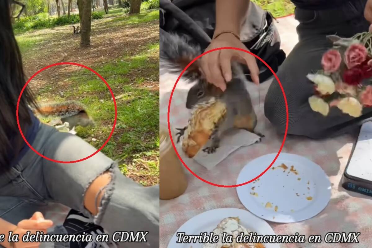 Pareja disfruta un picnic romántico, pero una ardilla les roba el pan y desata risas en redes