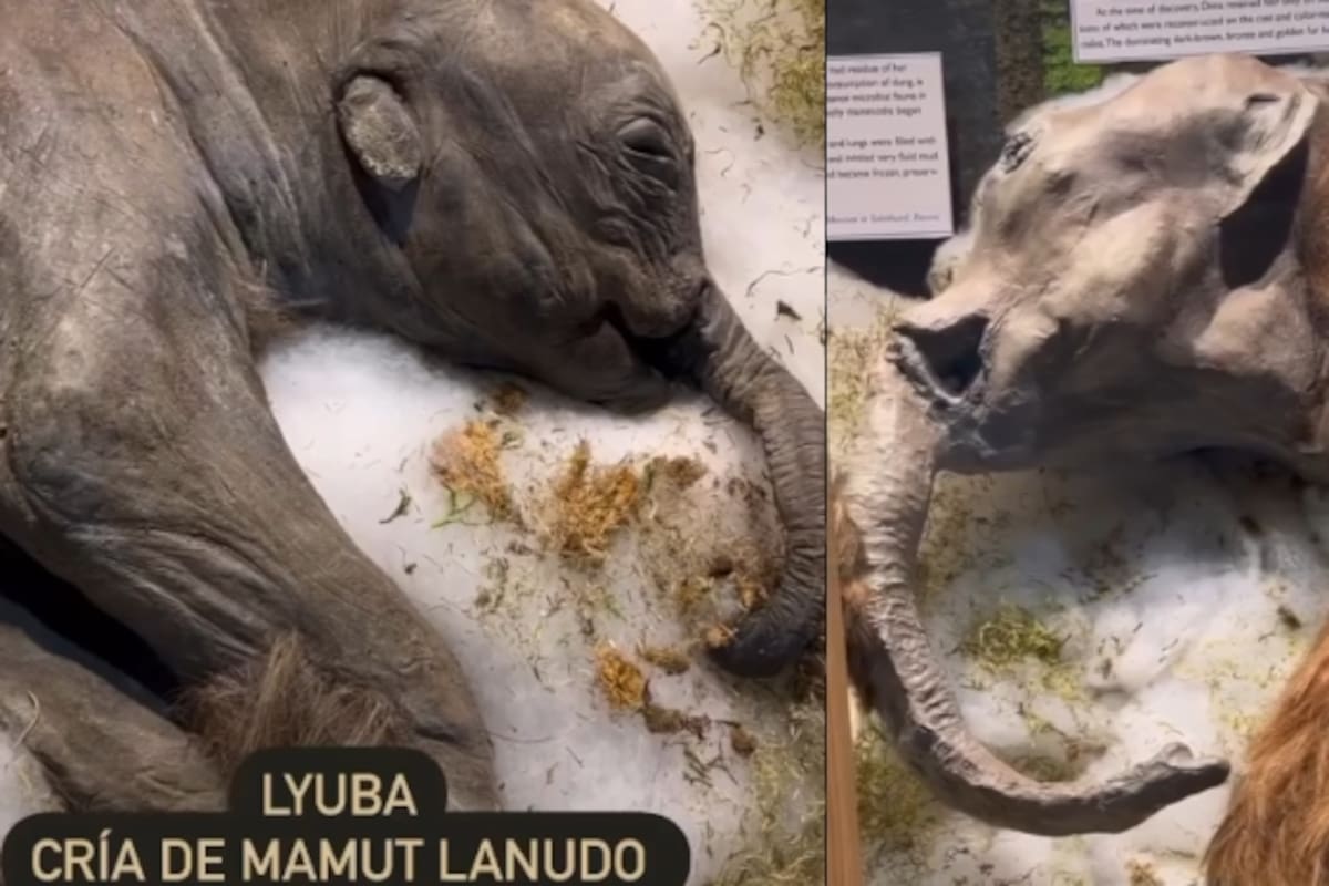 Vuelve a ser tendencia el fósil de una cría de mamut hallado en 2007 en Siberia: mira el video