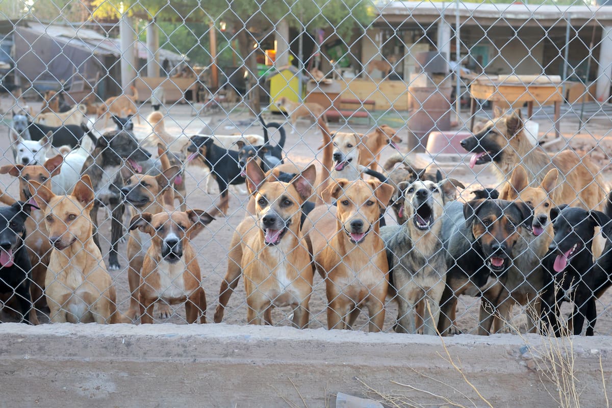 Rescatista Dámaris Acosta lucha por mantener hidratados a casi 200 perros en plena ola de calor