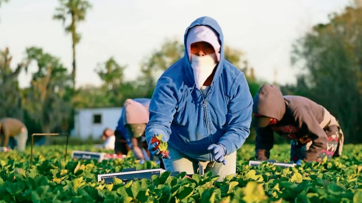 Precios de fertilizantes aumentan hasta 57.2% y encarecen la producción agrícola; advierten impacto en alimentos y tortilla