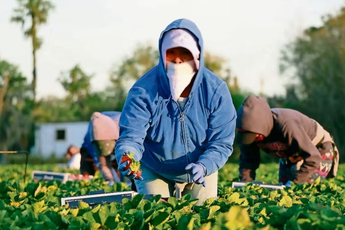 Precios de fertilizantes aumentan hasta 57.2% y encarecen la producción agrícola; advierten impacto en alimentos y tortilla