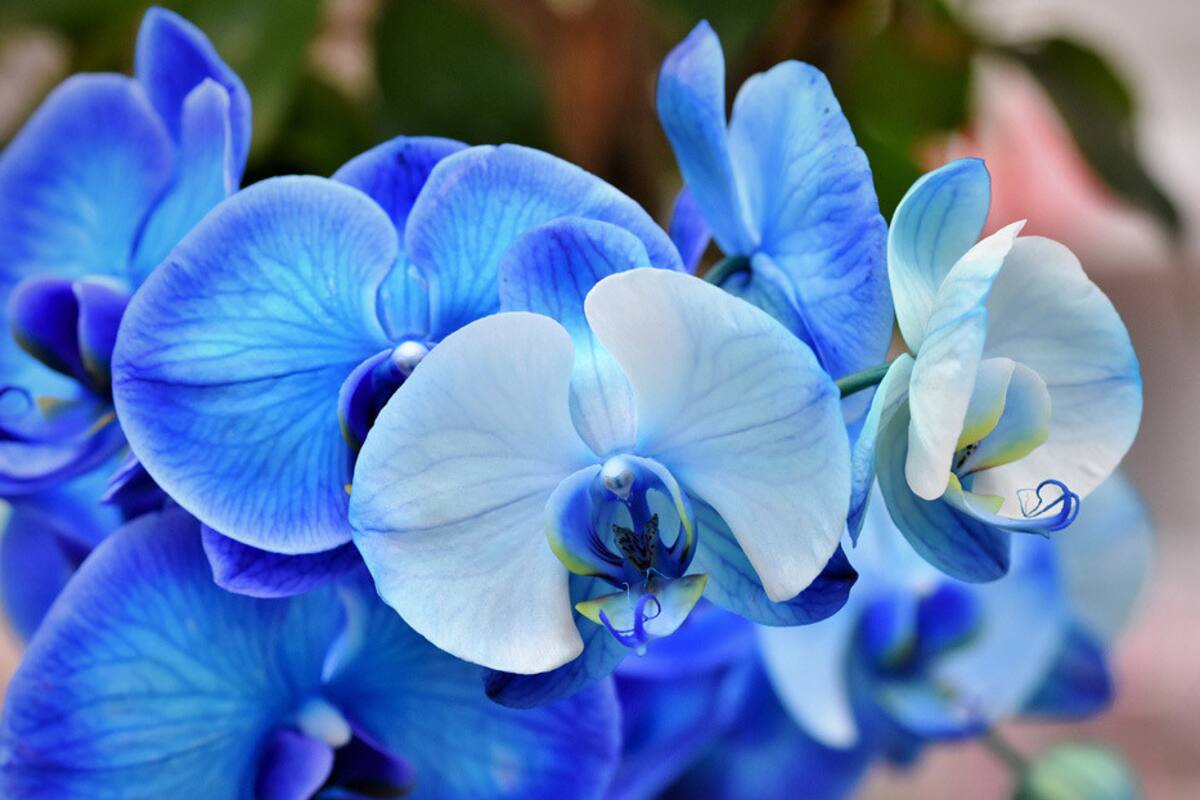Resuelven el misterio que Darwin vio en la evolución de las plantas con flores