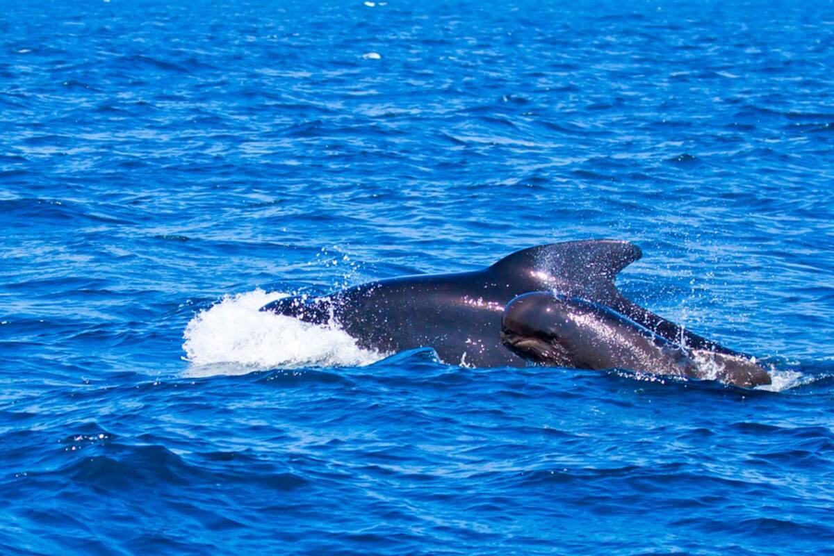 Par de orcas derriban un velero