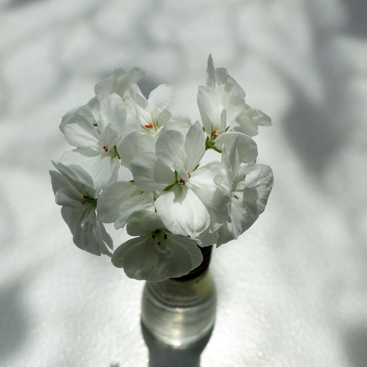 Los geranios, también llamados gitanillas o malvones, son plantas vivaces muy populares por su resistencia y floración continua. Foto: Pexels.