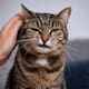 ¿Por qué los gatos prefieren a las personas que los ignoran?