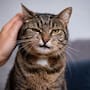 Por qué los gatos prefieren a las personas que los ignoran según un veterinario y cómo la aparente indiferencia junto con el respeto a su espacio personal genera confianza en las mascotas del hogar