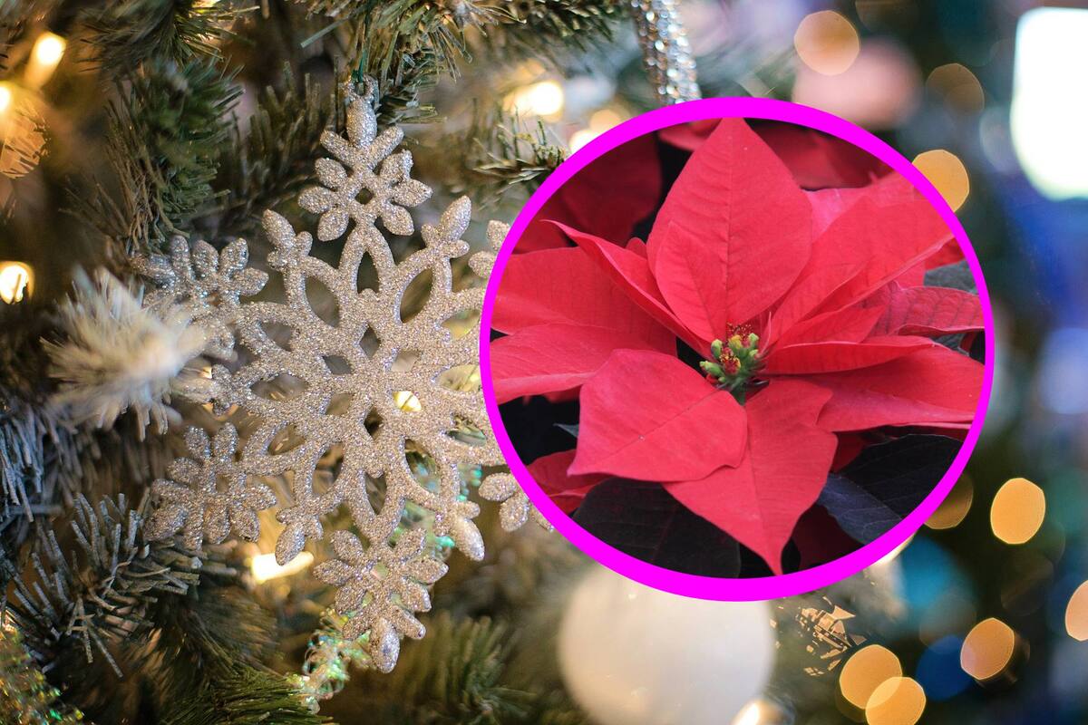 5 consejos para cuidar una planta de Nochebuena y mantenerla saludable, según ChatGPT