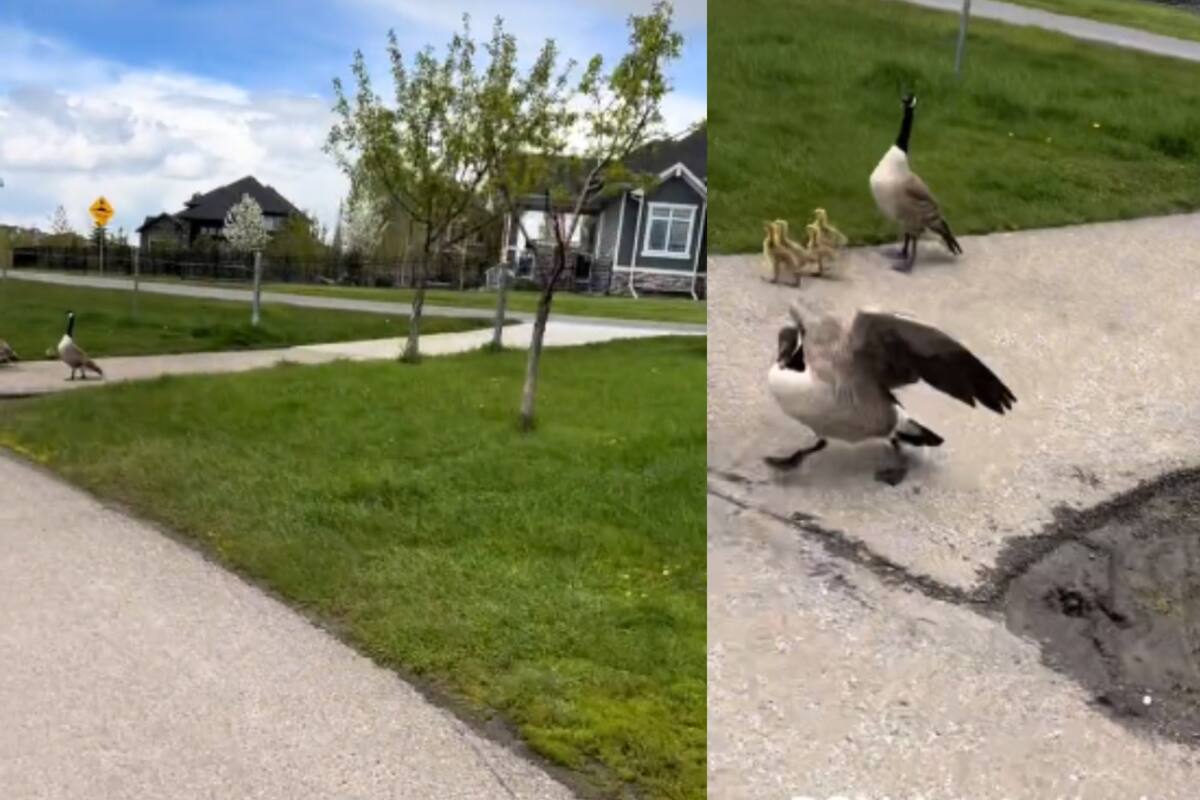 Ganso ataca agresivamente a una chica: ¡incluso la llega a tumbar de su bicicleta! (VIDEO)