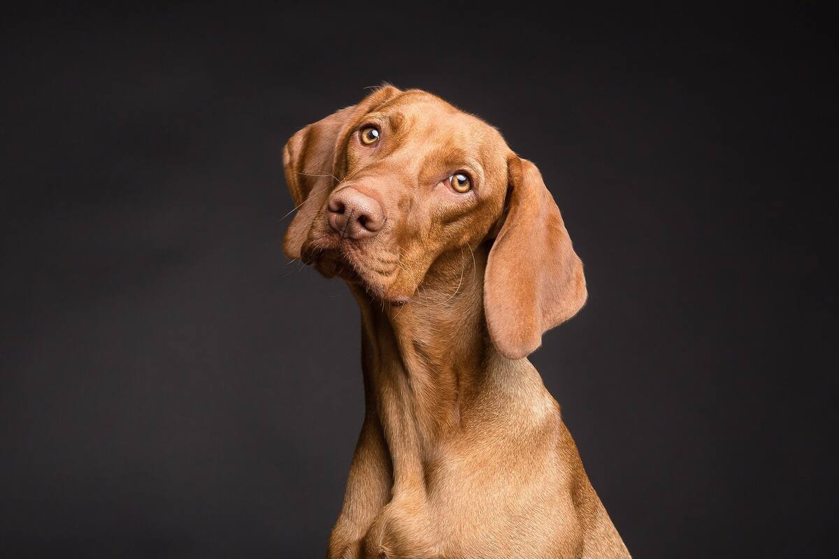 Hereda mitad de sus bienes a perrito tras 'decepcionarse de sus hijos'