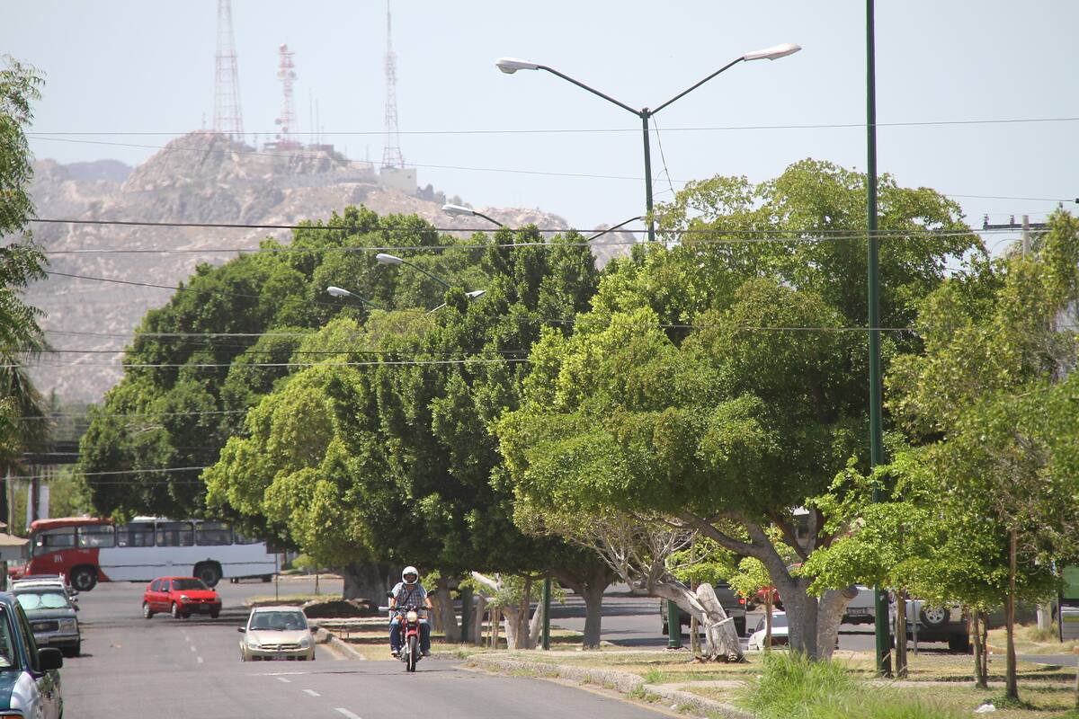 Invitan a la Feria del Árbol este próximo viernes