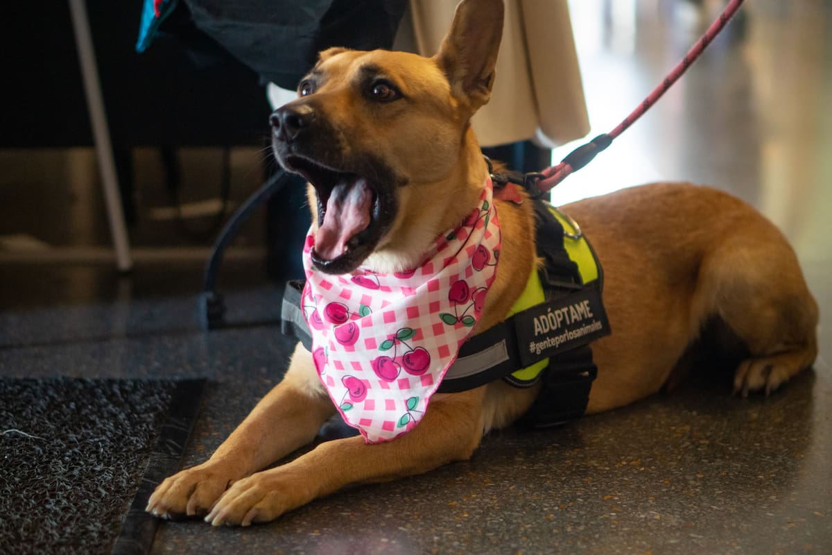 A la espera de ser adoptados 90 mascotas rescatadas por Gente por los Animales