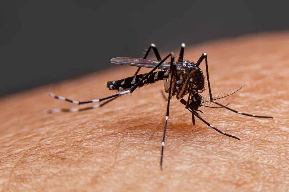 Padece Sonora repunte en casos de dengue
