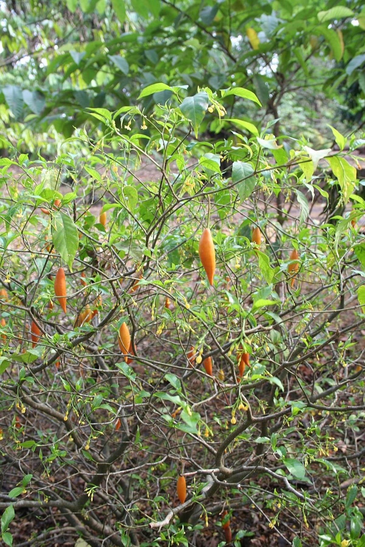 La ibogaína proviene de un árbol llamado "iboga". | Crédito: Wikicommons/Marco Schmidt